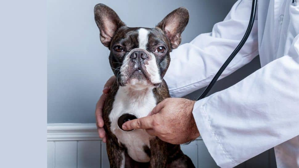 Benadryl for Dogs: How to Use It for Anxiety, Allergies, and More ...