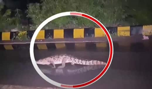 Crocodile Spotted At Vadodara Streets After Heavy Rain Zee News 6407