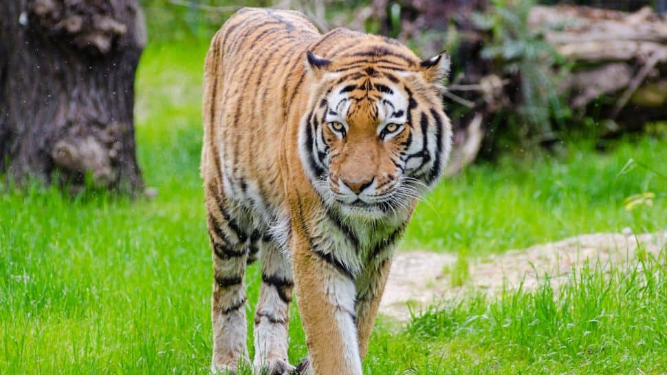 Anamalai Tiger Reserve, Tamil Nadu