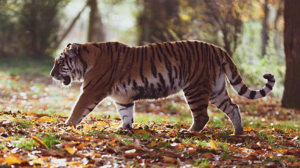 Panna National Park, Madhya Pradesh