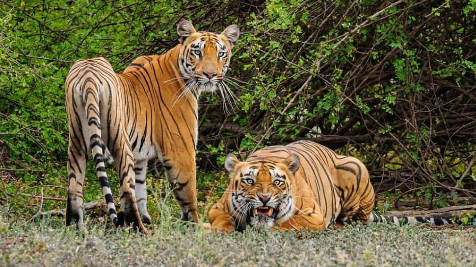 Bandipur National Park, Karnataka