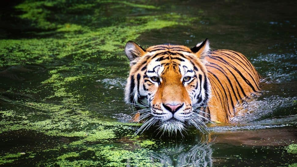 Sundarbans National Park and Tiger Reserve, West Bengal