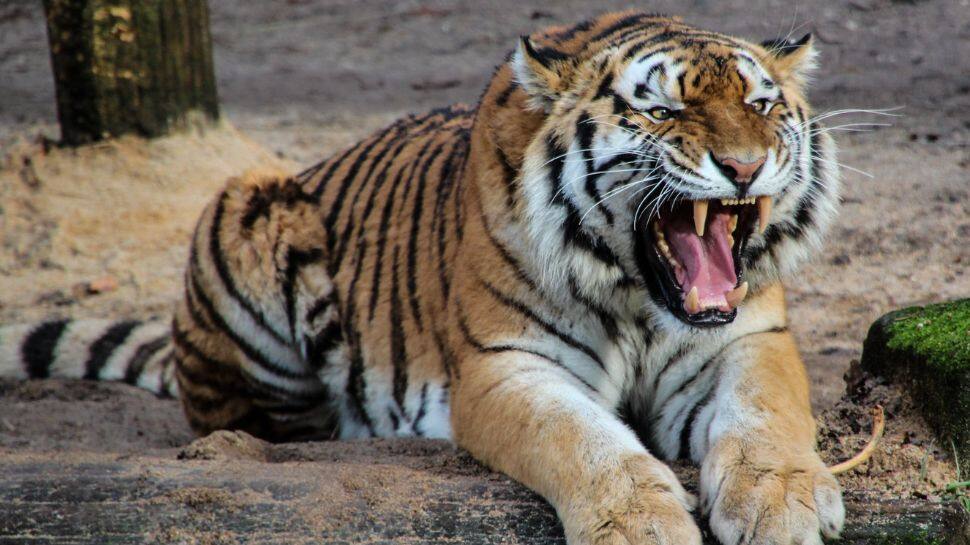 National Parks To Spot The Tiger
