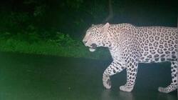 Leopard enters Goregaon's Film City during Marathi serial shoot 
