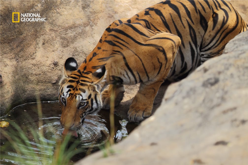 An Impressive Tiger Count