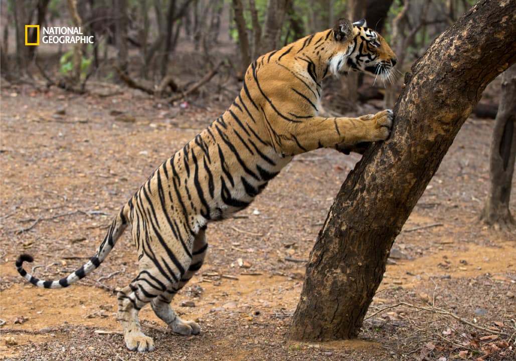 India's Current Tiger Population