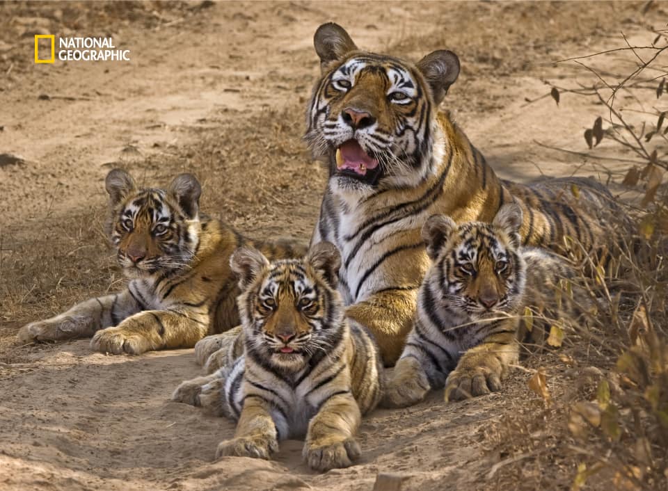 India Houses Most Of World's Tigers