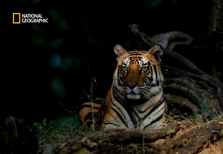 Tiger Population In India During Independence 