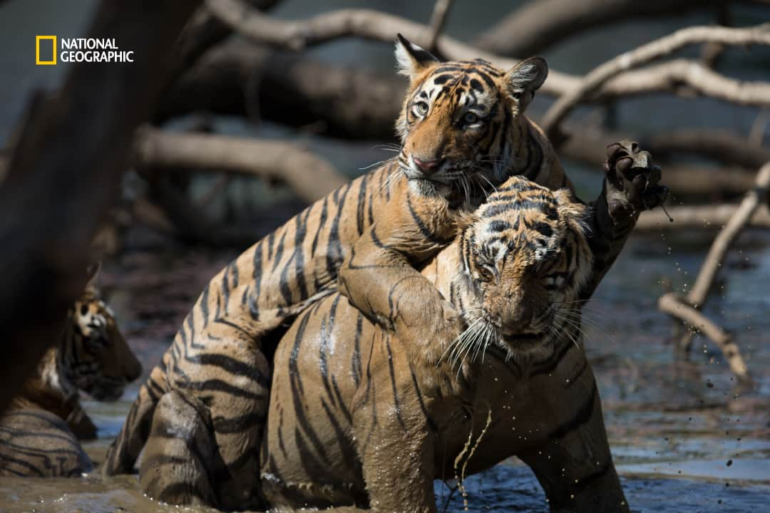 Tigers Are Master Of Stealth