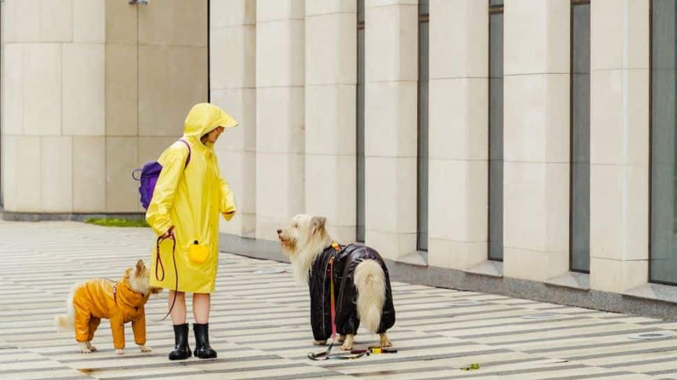 Monsoon Trip: 8 Tips And Tricks To Prepare Your Pet During A Rainy Day Trip 