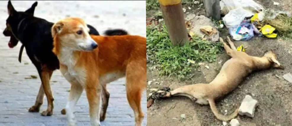 &#039;Will RWAs Speak Now?&#039;: With Legs Tied, Dog Beaten To Death By 12 SHAMELESS Youth In Ghaziabad, Police Files FIR