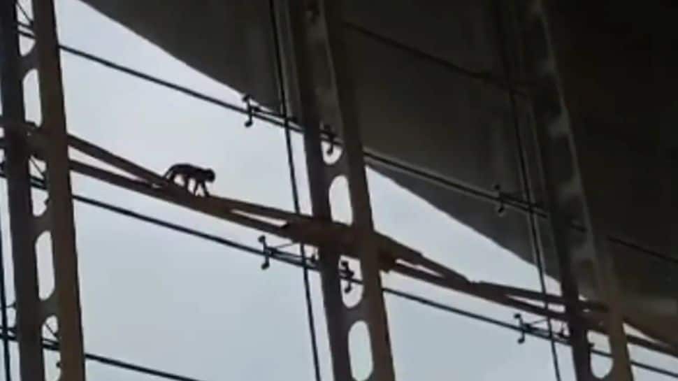 Viral Video: Monkey Roaming Around Kuala Lumpur Airport Causes Chaos, Netizens Are Concerned