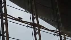 Viral Video: Monkey Roaming Around Kuala Lumpur Airport Causes Chaos