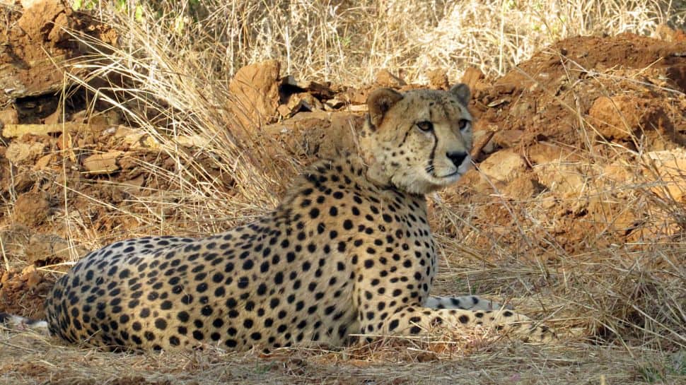 'Project Cheetah Is On Path Of Positive Progression': Govt Tells Supreme Court