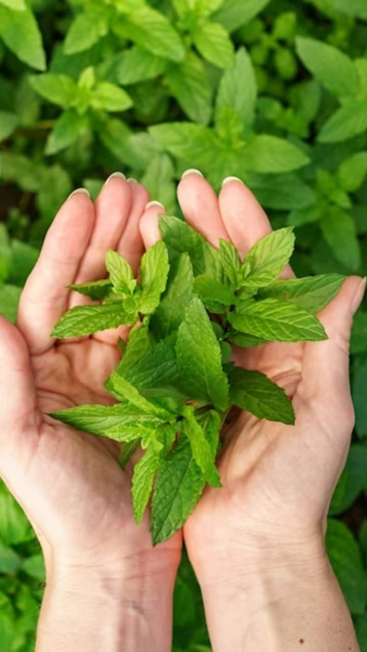 8 Health Benefits Of Tulsi