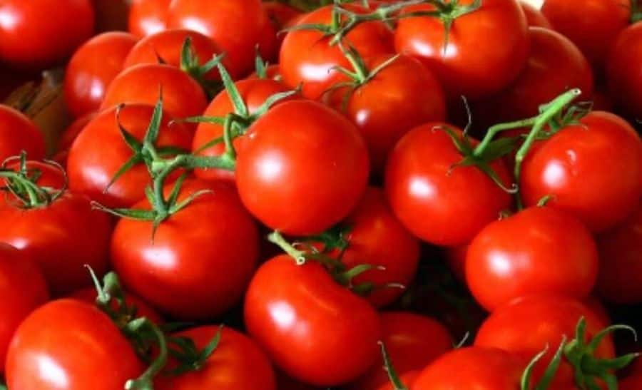 Band Baaja Baaraat Courtesy Tamatar! Karnataka Farmer Buys SUV From Selling Tomatoes; Now Looking To Get Married