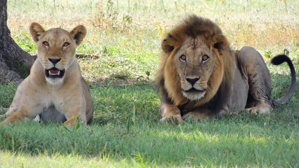 World Lion Day: History, Significance, And 5 Best National Parks To Spot The &#039;King Of Jungle&#039;