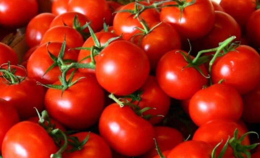 Govt To Sell Tomatoes At Rs 50 Per Kg From Tomorrow In Several Locations Including Delhi-NCR 