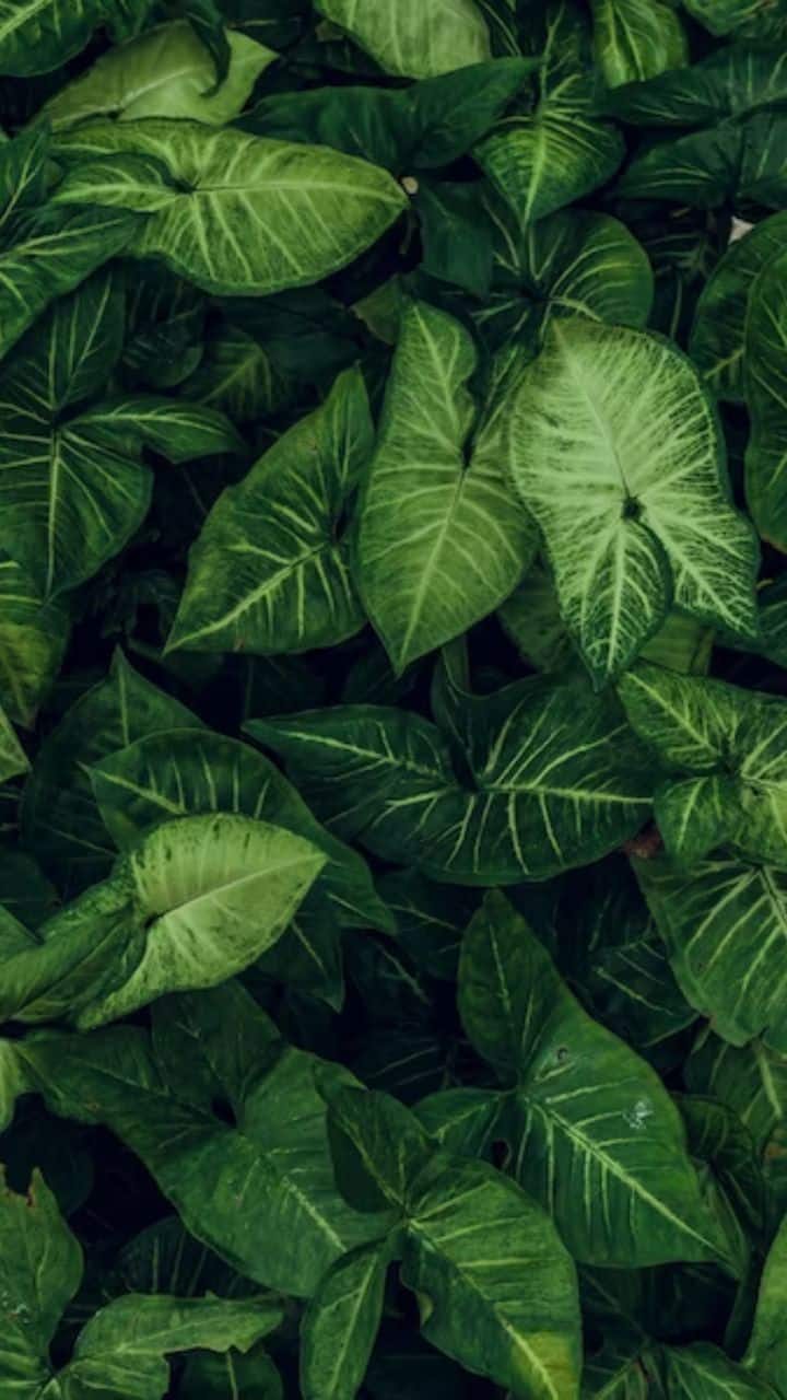 Anxiety And Stress Removing Plants