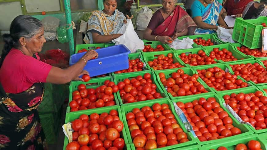 Rs 40 Per Kg: Modi Govt Strikes To Additional Carry Down Tomatoes Costs; Verify The place To Purchase