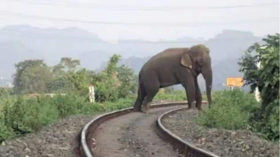 Indian Railways To Install Intrusion Detection System To Prevent Elephant Deaths In East Coast Zone
