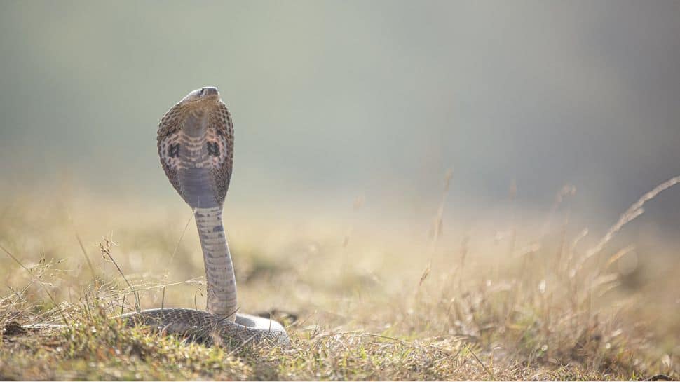 Charmed Life: Bitten 10 Times, Haryana Man Rescues 5,600 Snakes In A Decade