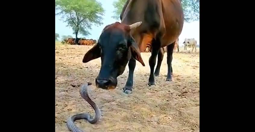 Cow-King Cobra Snake Viral Video: Unusual Friendship Shows Cow and King Cobra&#039;s Surprising Encounter - WATCH