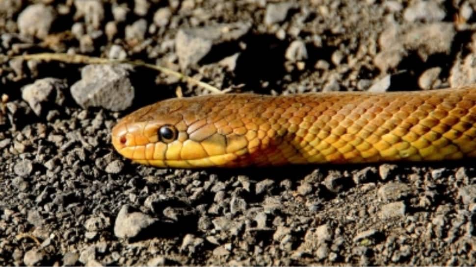 Bizarre! UP Man Bitten By Snake In Gujarat, Travels 1300 Kms To Get Treated; Survives