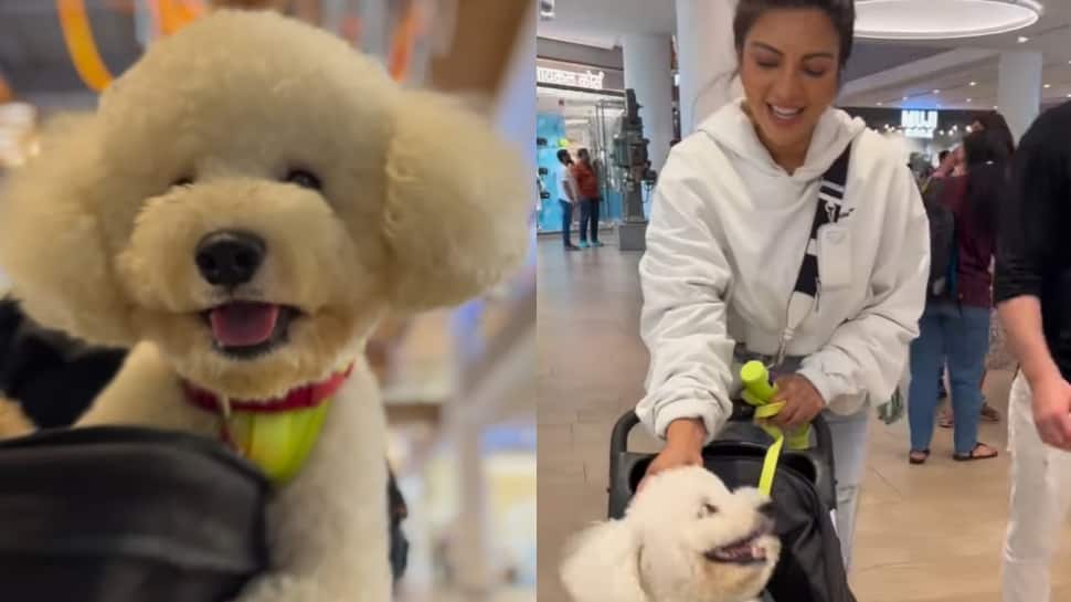 Viral Video: Shama Sikander&#039;s Day Out With Her Furry Friend &#039;Casper&#039; Will Make Your Day
