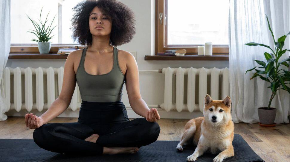 Purrfecting your down dog at cat yoga - WTOP News