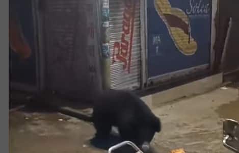 Bear Enters Market in Mount Abu, Rajasthan; Flees Upon Seeing Crowds – Watch Video