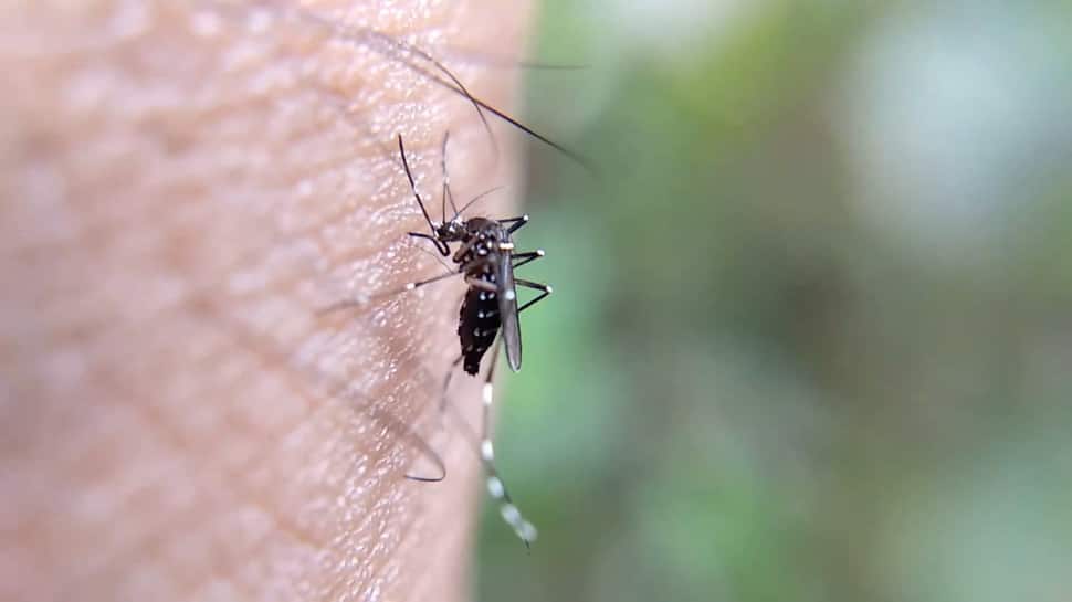 Mosquito Protection: 5 Lethal Vector-Borne Diseases In India, Ways To Protect