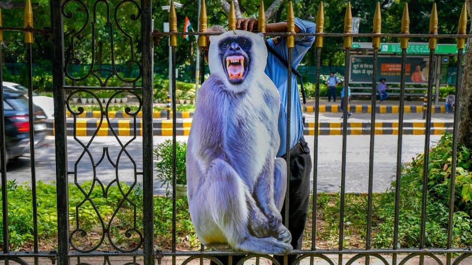 G20 Summit: Delhi Authorities Place Langur Cut-Outs To Deal With Monkey Menace