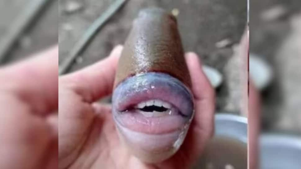 Picture Of Fish With Bizarre Human-Like Lips And Teeth Stuns Netizens