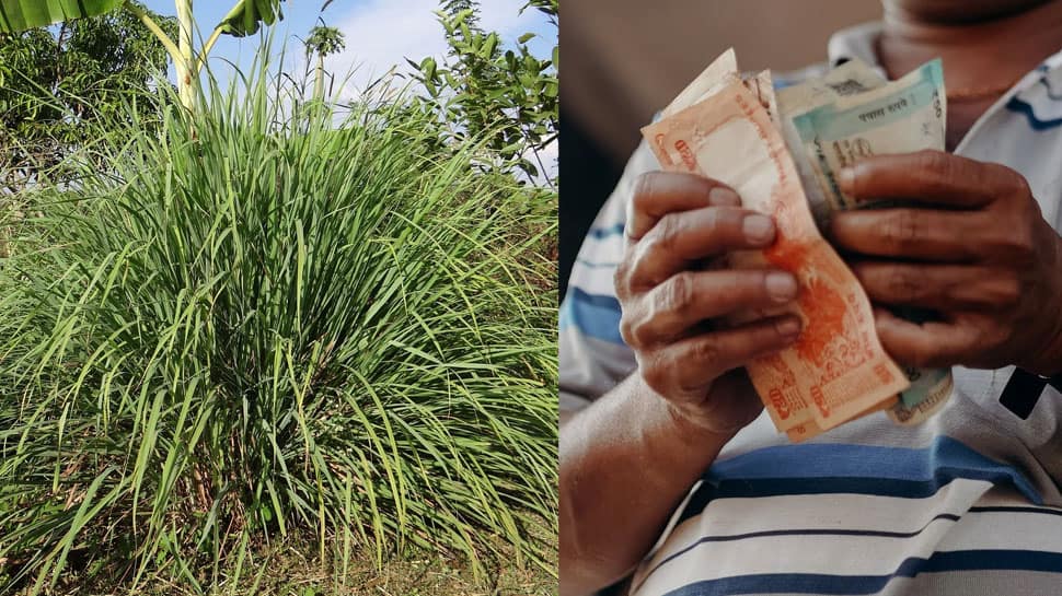 high-profit-farming-business-idea-invest-rs-20-000-and-earn-upto-rs-5-lakh-from-per-hectare-land-yearly-with-lemongrass-farming