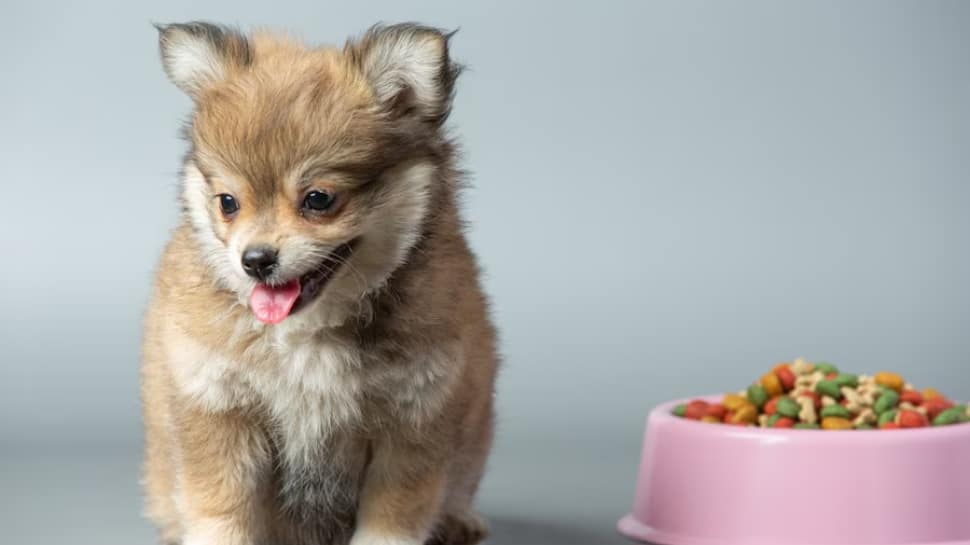 Top 5 Essentials Must-Have Nutrients For Your Pet&#039;s Diet