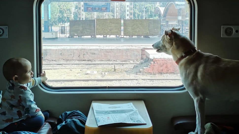 8 Essential Tips For Traveling With Your Furry Friend On a Train