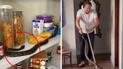 Watch: McGrath Captures 3 Pythons At Home, Fans Call Him 'Snake Catcher'