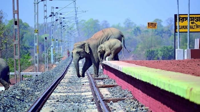 AI Helped Indian Railways Eliminate Elephant Deaths Due To Train Collisions