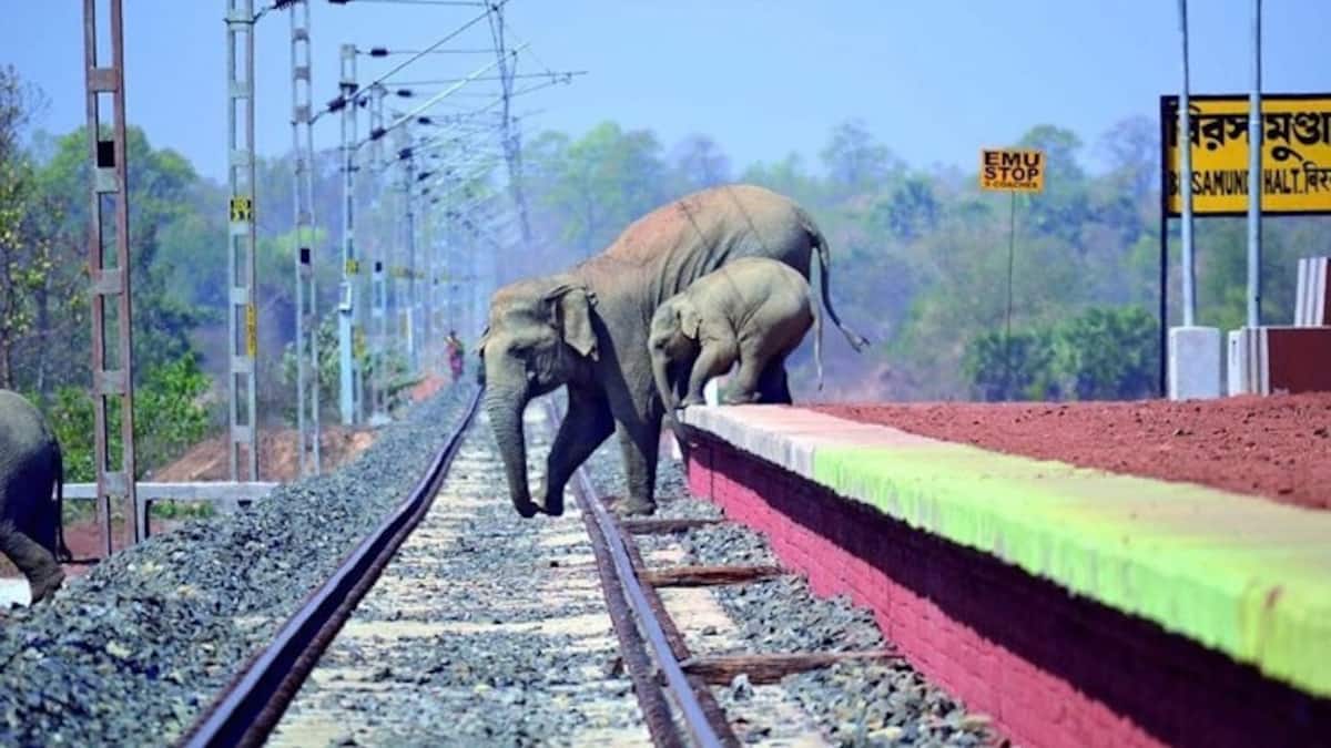 AI Helped Indian Railways Eliminate Elephant Deaths Due To Train Collisions | Railways News | Zee News
