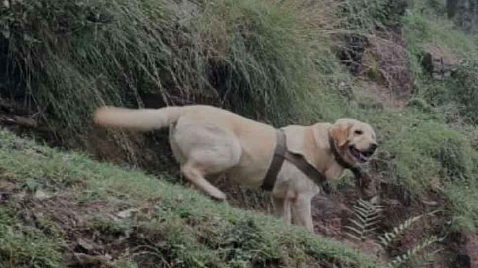 Kent, 6-Year-Old Army Dog, Makes Supreme Sacrifice While Protecting Its Handler During Rajouri Encounter