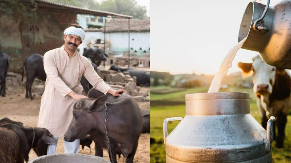 Nathuwas Village: This Unique Village In Haryana Distributes Free Milk And Lassi- Know All About It