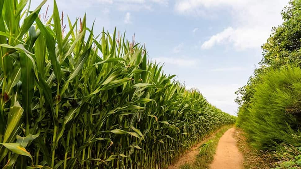 Business Idea: Farmer Invested Rs 10K And Earned Rs 30,000 In Just Two Months On This Crop, You Can Earn Upto Rs 4 Lakh Yearly --Check