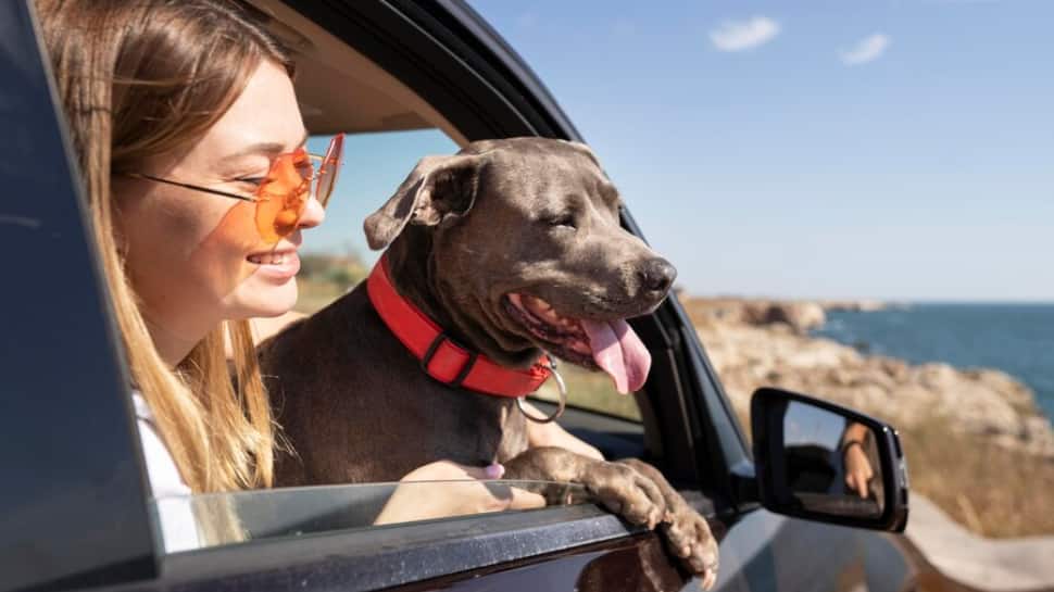 Jet-Set Pets: 6 Essential Tips For Adventurous Pet Owners To Ensure Smooth Travel