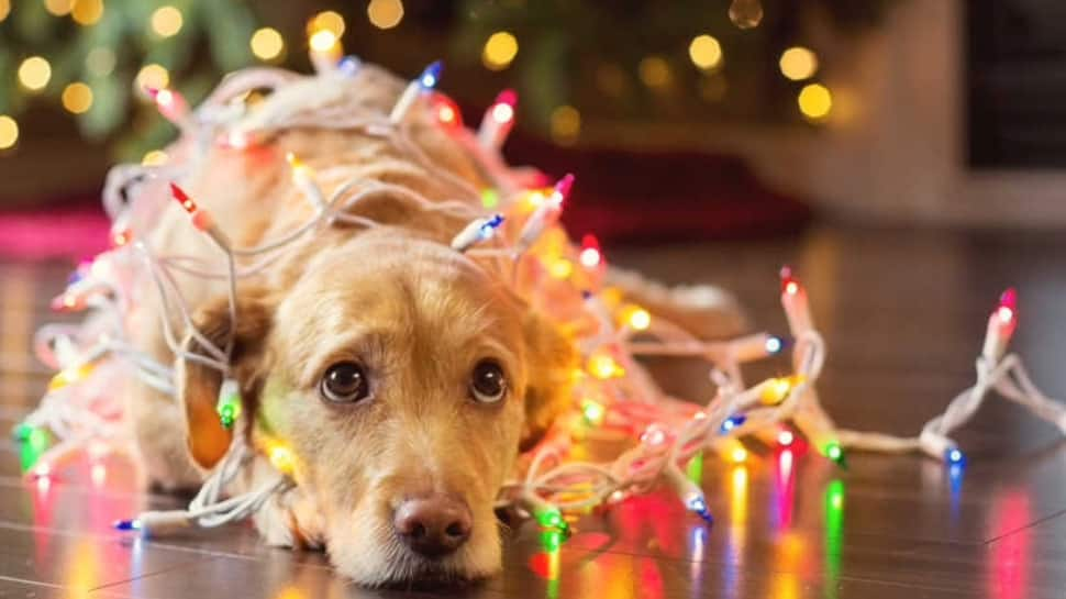 Diwali 2023: 7 Handy Tips And Facts About Pet-Friendly Festive Celebrations, Expert Shares