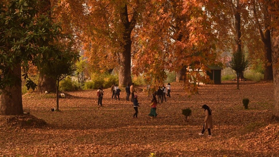 Magic Of Chinar Trees