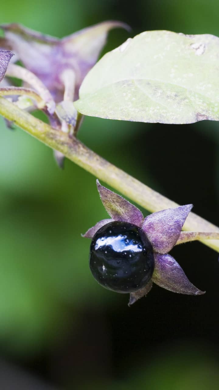 10 Most Deadliest Plants Top 10 Most Poisonous Plants MapQuest