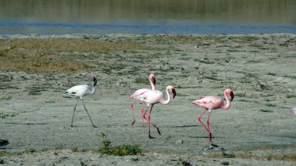 Rann of Kutch, Gujarat vs Salt Flats, Utah