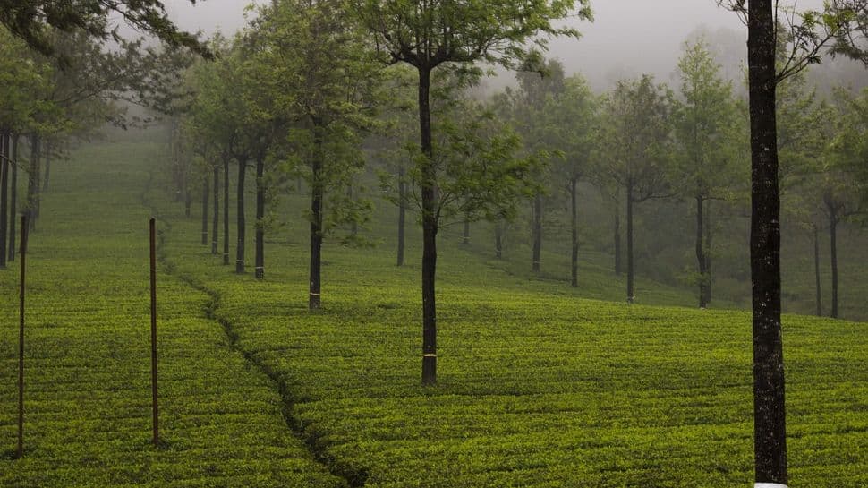 Tea Gardens of Munnar, Kerala vs Tea Gardens, China