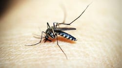 Can Soap Help Fight Malaria-Carrying Mosquitoes? Here’s What Study Reveals 